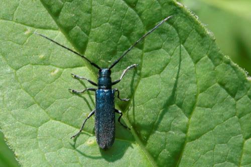 Réf. 232 290 : Agapanthia intermedia